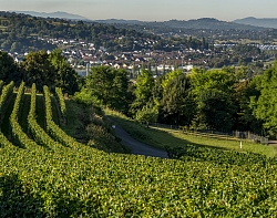 Weingenuß Lahr Schutterlindenberg