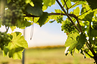 Wein am Schutterlindenberg