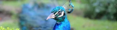Lahr, Stadtpark, Pfau